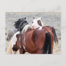 McCullough Peaks Wild Horses Postkarte