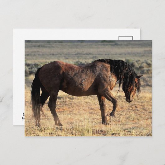 McCullough Peaks Wild Horses Postkarte (Vorne/Hinten)