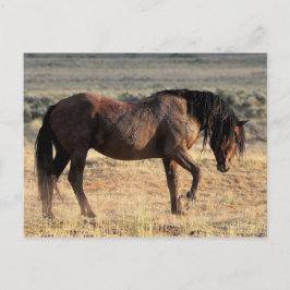 McCullough Peaks Wild Horses Postkarte