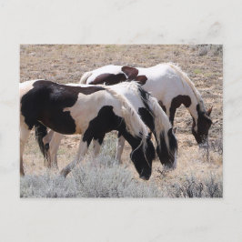 McCullough Peaks Wild Horses Postkarte