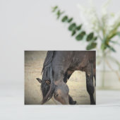 McCullough Peaks Wild Horses Postkarte (Stehend Vorderseite)