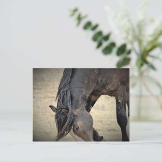 McCullough Peaks Wild Horses Postkarte (Stehend Vorderseite)