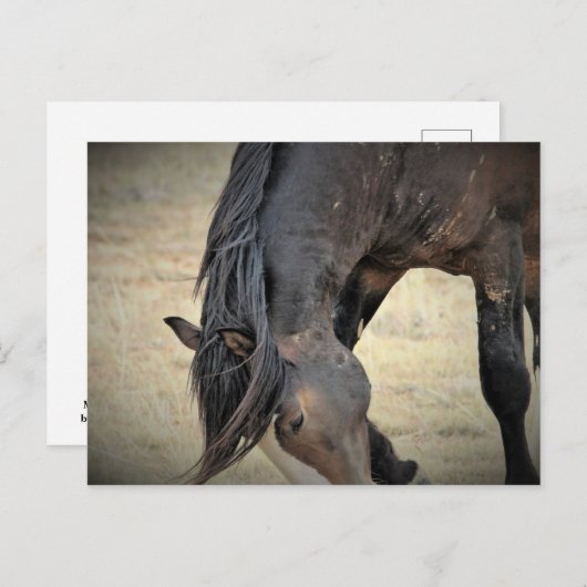 McCullough Peaks Wild Horses Postkarte (Vorne/Hinten)