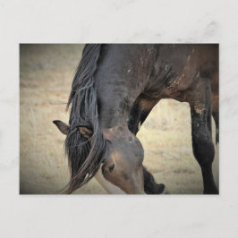 McCullough Peaks Wild Horses Postkarte