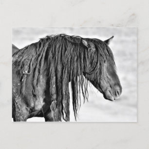 McCullough Peaks Wild Horses Postkarte