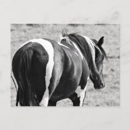 McCullough Peaks Wild Horses Postkarte