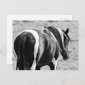 McCullough Peaks Wild Horses Postkarte (Vorne/Hinten)