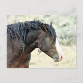McCullough Peaks Wild Horses Postkarte