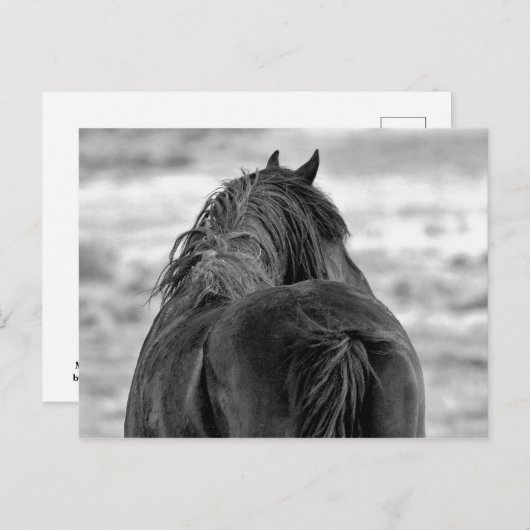 McCullough Peaks Wild Horses Postkarte (Vorne/Hinten)