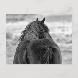 McCullough Peaks Wild Horses Postkarte