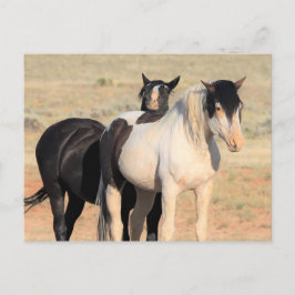 McCullough Peaks Wild Horses Postkarte