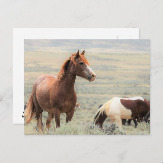McCullough Peaks Wild Horses Postkarte (Vorne/Hinten)