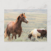 McCullough Peaks Wild Horses Postkarte (Vorderseite)