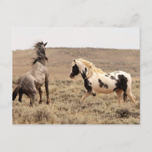 McCullough Peaks Wild Horses Postkarte (Vorderseite)