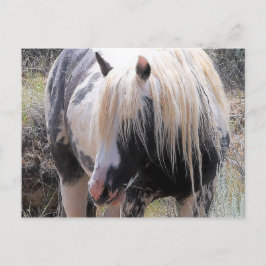 McCullough Peaks Wild Horses Postkarte