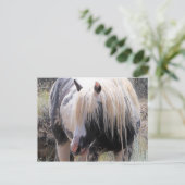 McCullough Peaks Wild Horses Postkarte (Stehend Vorderseite)