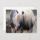 McCullough Peaks Wild Horses Postkarte (Vorne/Hinten)