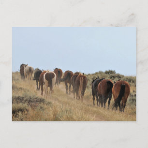 McCullough Peaks Wild Horses Postkarte