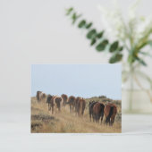 McCullough Peaks Wild Horses Postkarte (Stehend Vorderseite)
