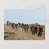 McCullough Peaks Wild Horses Postkarte (Vorderseite)