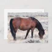 McCullough Peaks Wild Horses Postkarte (Vorne/Hinten)