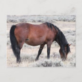 McCullough Peaks Wild Horses Postkarte (Vorderseite)