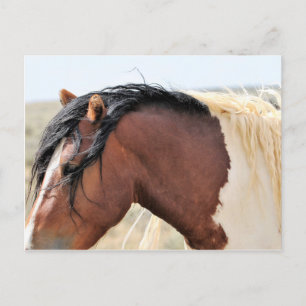 McCullough Peaks Wild Horses Postkarte