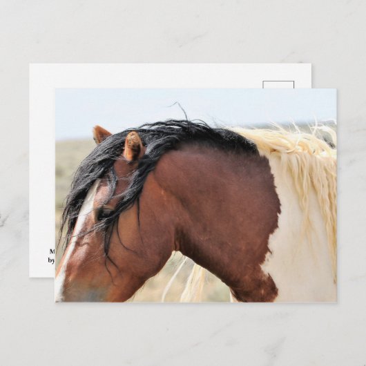 McCullough Peaks Wild Horses Postkarte (Vorne/Hinten)