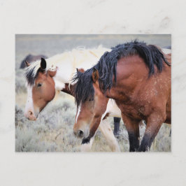 McCullough Peaks Wild Horses Postkarte