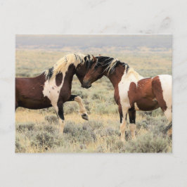 McCullough Peaks Wild Horses Postkarte