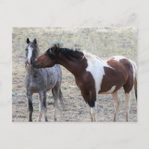McCullough Peaks Wild Horses Postkarte
