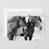 McCullough Peaks Wild Horses Postkarte (Vorne/Hinten)
