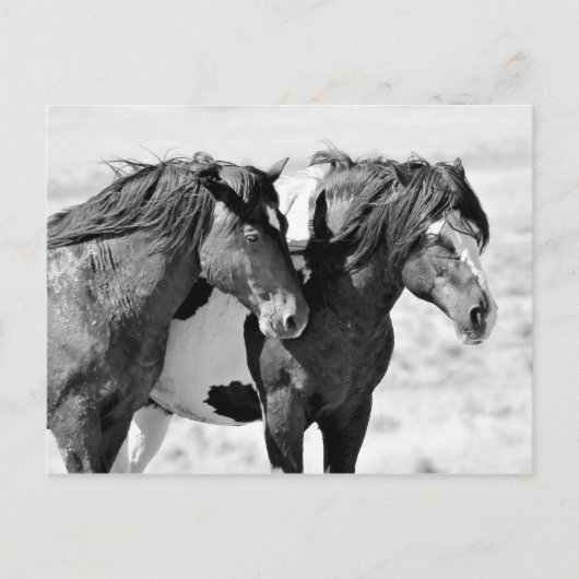 McCullough Peaks Wild Horses Postkarte (Vorderseite)