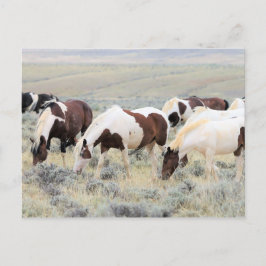 McCullough Peaks Wild Horses Postkarte