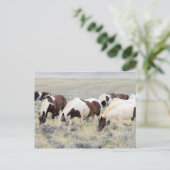 McCullough Peaks Wild Horses Postkarte (Stehend Vorderseite)