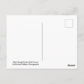 McCullough Peaks Wild Horses Postkarte (Rückseite)