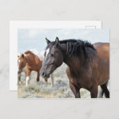McCullough Peaks Wild Horses Postkarte (Vorne/Hinten)