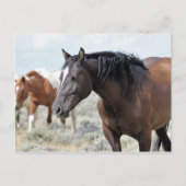 McCullough Peaks Wild Horses Postkarte (Vorderseite)