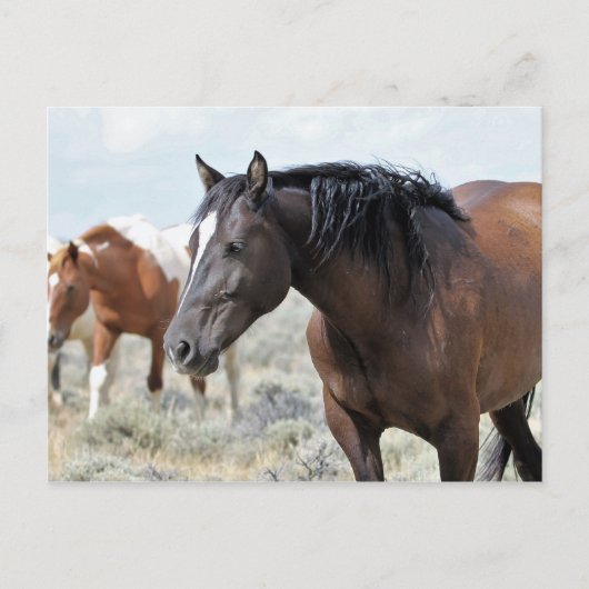 McCullough Peaks Wild Horses Postkarte (Vorderseite)