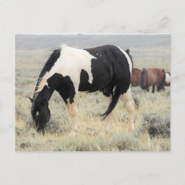 McCullough Peaks Wild Horses Postkarte
