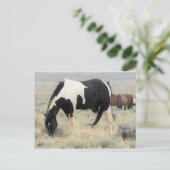 McCullough Peaks Wild Horses Postkarte (Stehend Vorderseite)