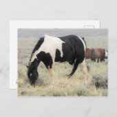 McCullough Peaks Wild Horses Postkarte (Vorne/Hinten)