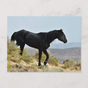 McCullough Peaks Wild Horses Postkarte