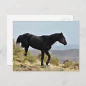 McCullough Peaks Wild Horses Postkarte (Vorne/Hinten)