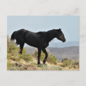McCullough Peaks Wild Horses Postkarte (Vorderseite)