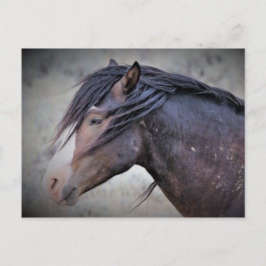 McCullough Peaks Wild Horses Postkarte (Vorderseite)