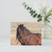 McCullough Peaks Wild Horses Postkarte (Stehend Vorderseite)