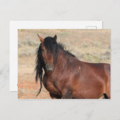 McCullough Peaks Wild Horses Postkarte (Vorne/Hinten)
