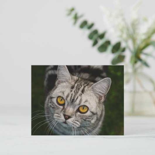 McGonagall Cat Postcard Postkarte (Stehend Vorderseite)