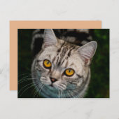 McGonagall Cat Postcard Postkarte (Vorne/Hinten)
